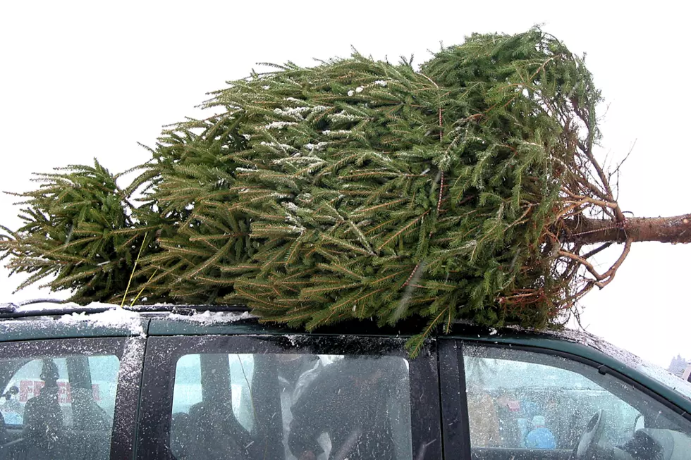Christmas Tree Disposal Options In Twin Falls