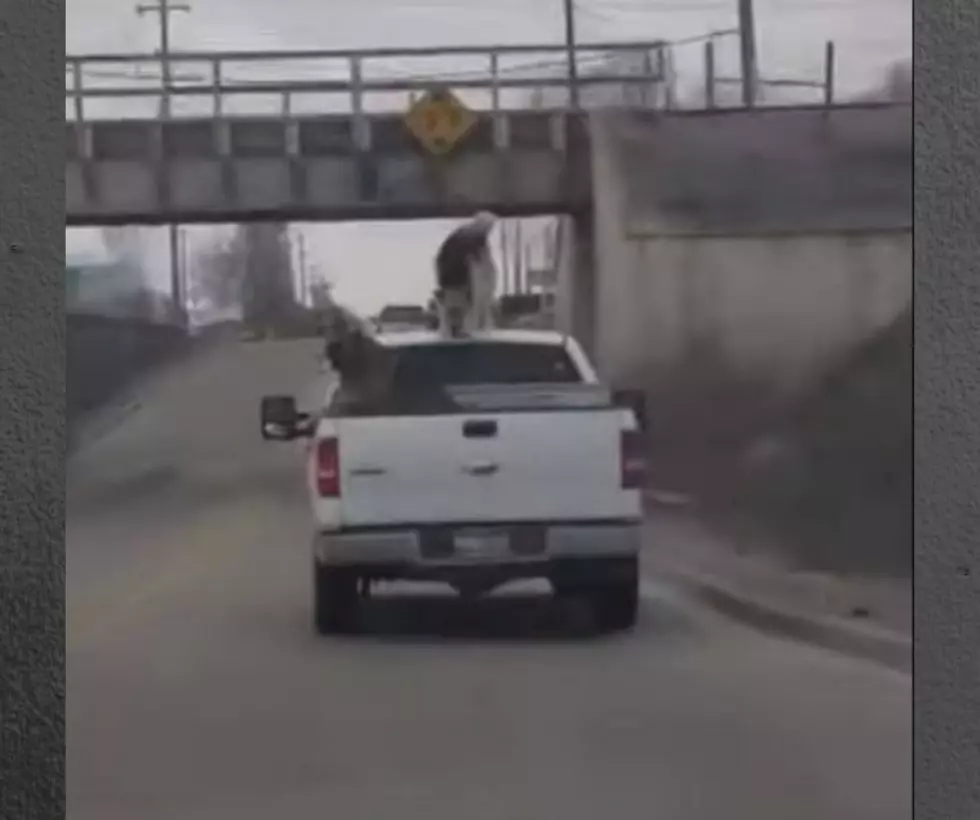 Watch Video Of Dogs Climbing On Top Of Truck As It Is Moving In Twin Falls
