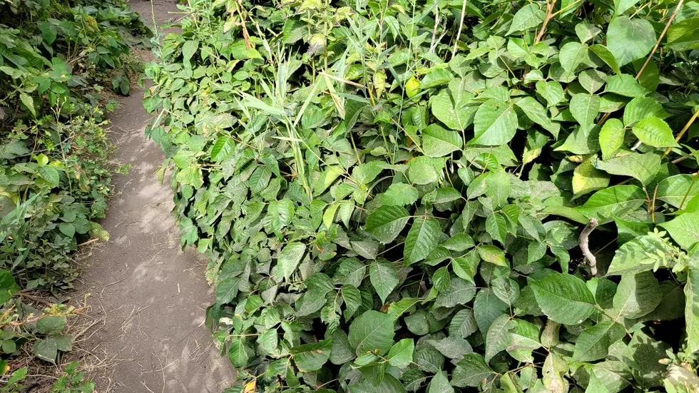 DANGER ALERT: Is This Poison Ivy on the Idaho Trail in Box Canyon?