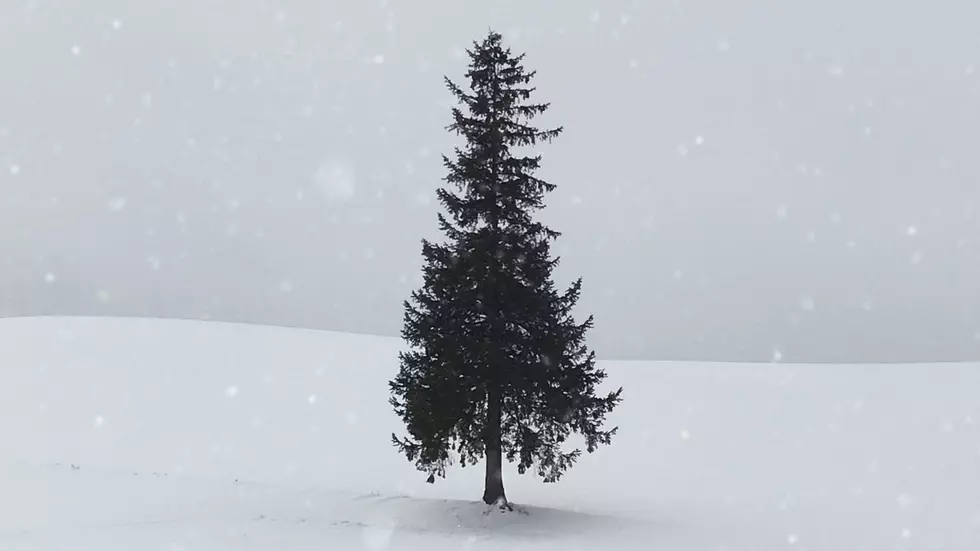 Utah Christmas Tree Farm Makes Picking Your Tree Seem Sexy