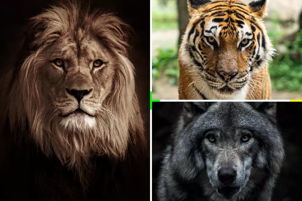 1995: When Lions and Tigers Escaped In Southern Idaho