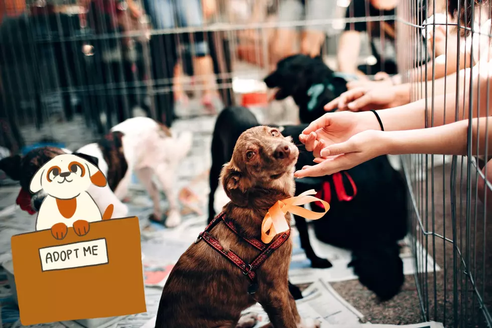 Free Sponsored Dog Adoptions at the Twin Falls Animal Shelter