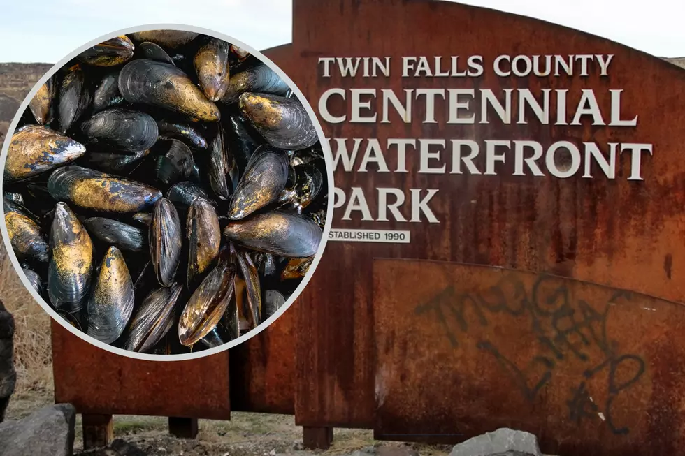 UPDATE: Destructive Invasive Species Forces Closure of Centennial Park in Twin Falls
