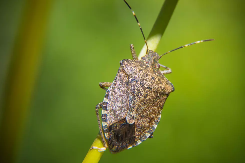 Don’t Squash This Invasive Bug in the State of Idaho