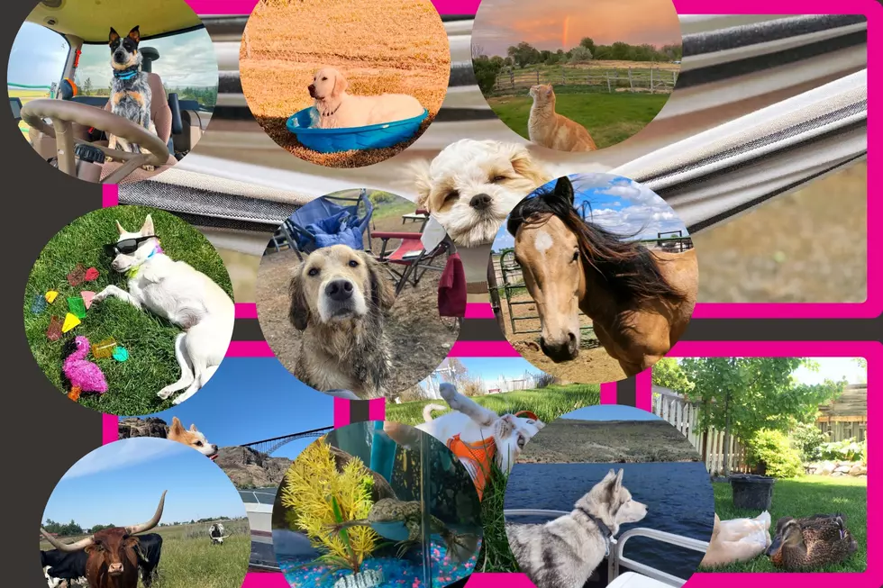 Winners Announced: Your Favorite Pets in the Summer Pet Photo Contest