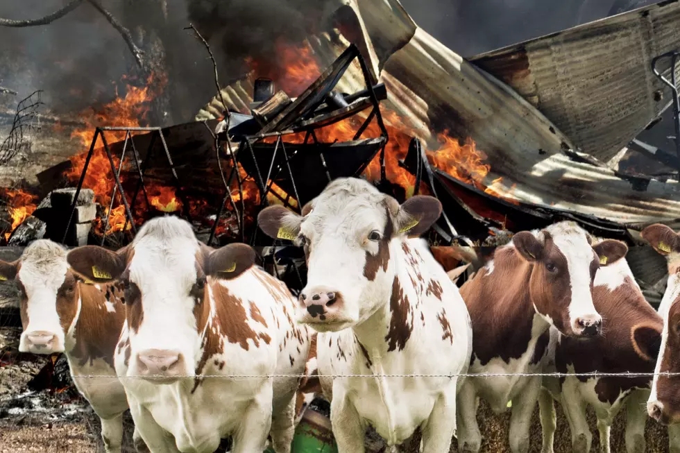 Cattle Released Onto Idaho Highway Following Trailer Fire