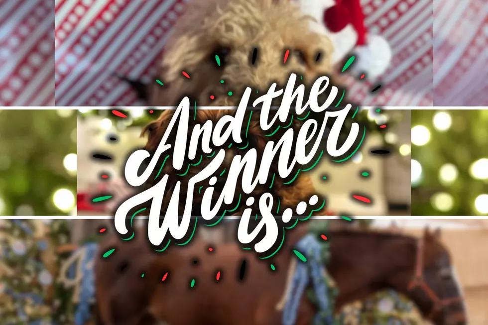 ANNOUNCED: The Top 3 Winners in the 2024 Christmas Pet Photo Contest