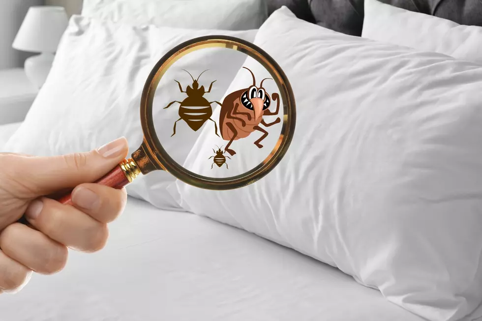If You Left Idaho For Christmas You Need to Check Your House For Bed Bugs Now