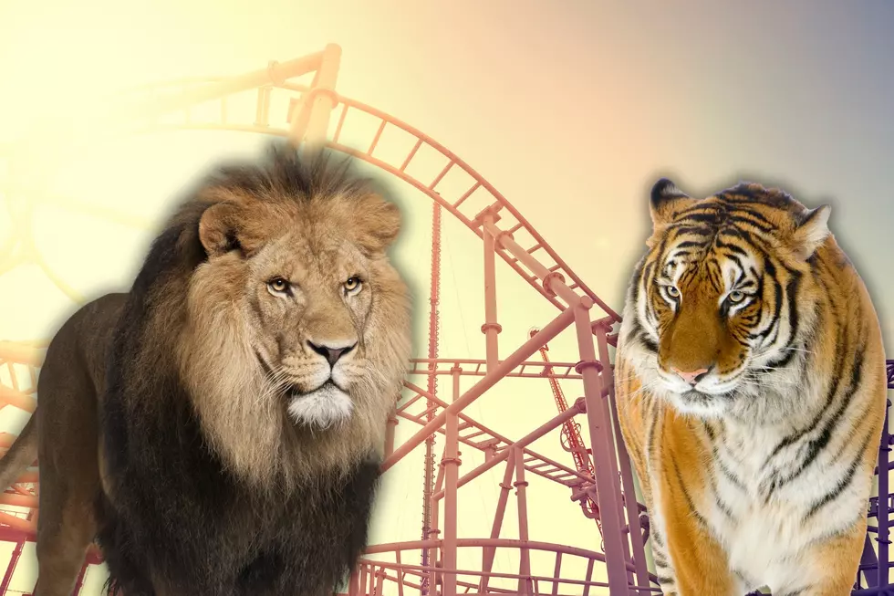 Lagoon Amusement Park in Utah Closing the Zoo and Rehoming Animals