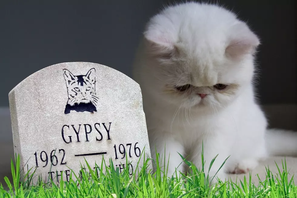 Can You Legally Bury Family Pets in Your Yard in Idaho?