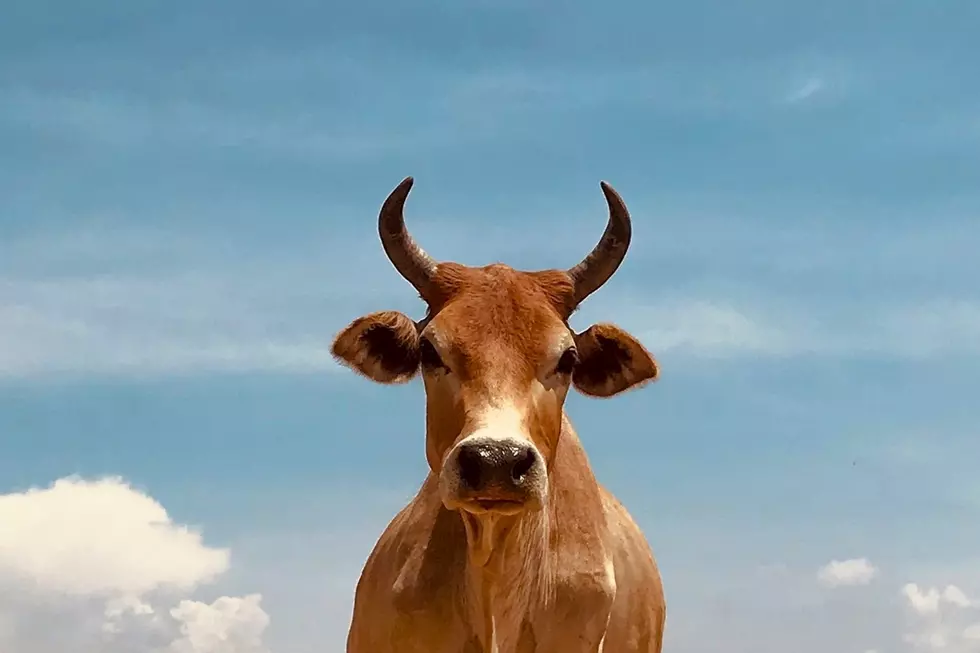 Southern Idaho Driver Dies in Car Accident After Hitting a Cow on the Highway