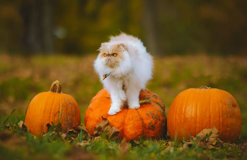 WINNERS ANNOUNCED: Magic Valley 2025 Halloween Pet Photo Contest