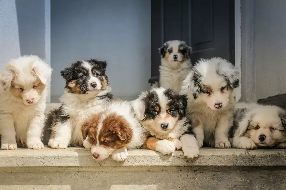 17 Puppies Rescued From a Home in Idaho and All Were Adopted Within Days